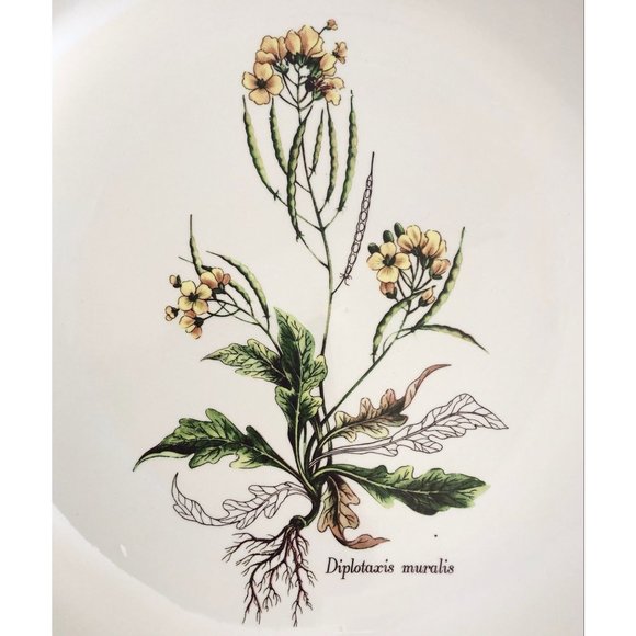 Primula Diplotaxis Muralis Serving Pasta Bowl Yellow Flower Italy Floral White - Picture 10 of 10